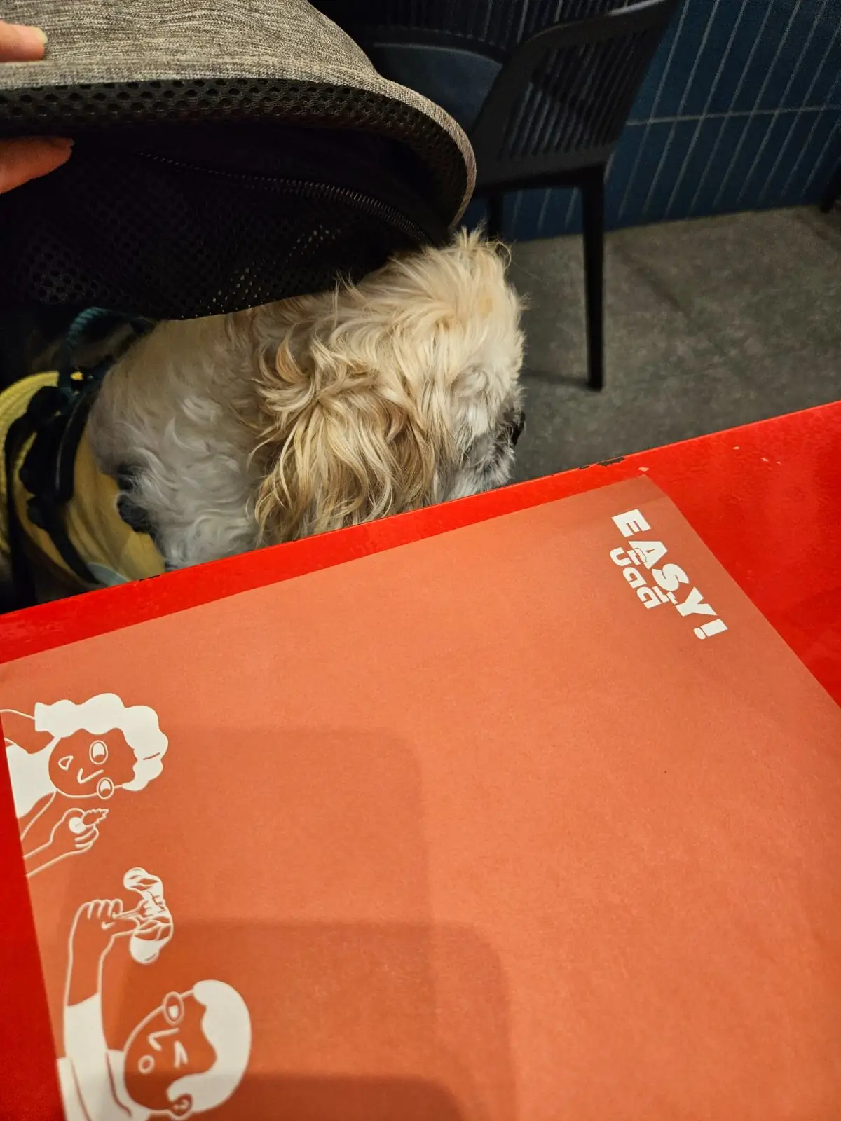 Easy Buddy - Central Westville pets image 2