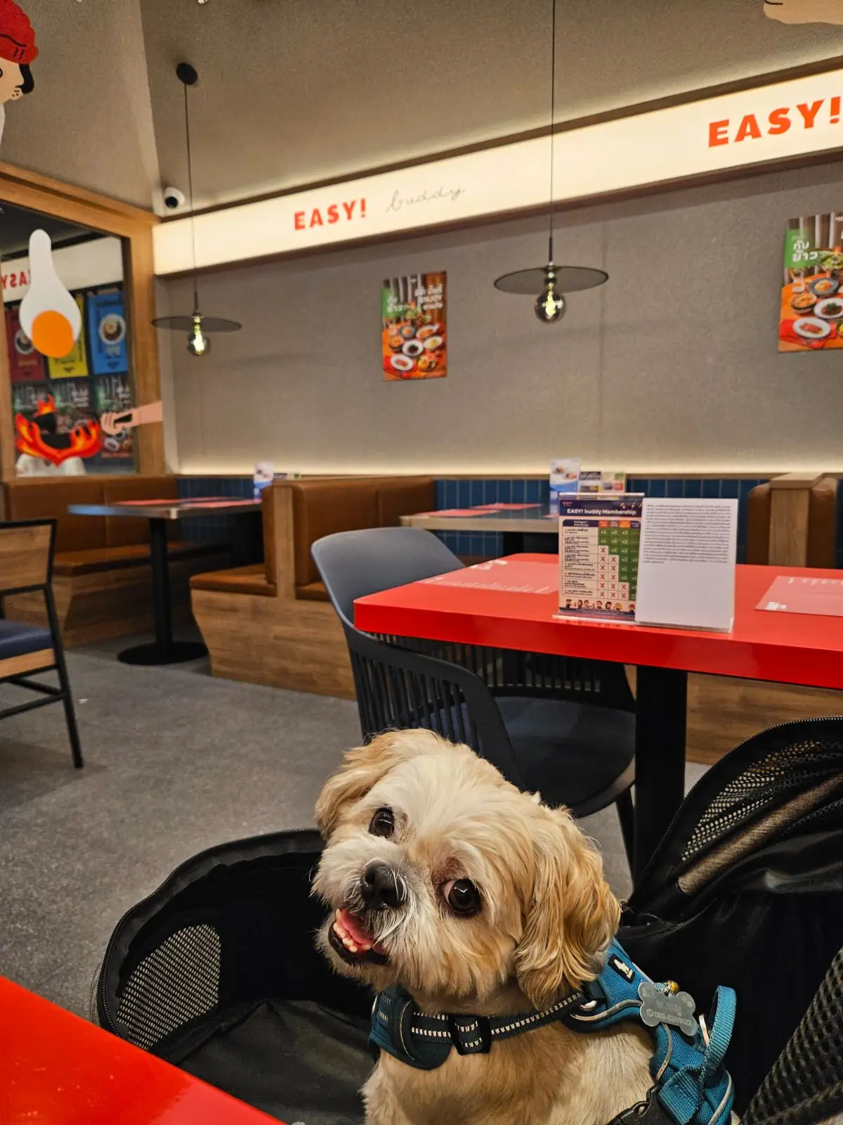 Easy Buddy - Central Westville pets image 1