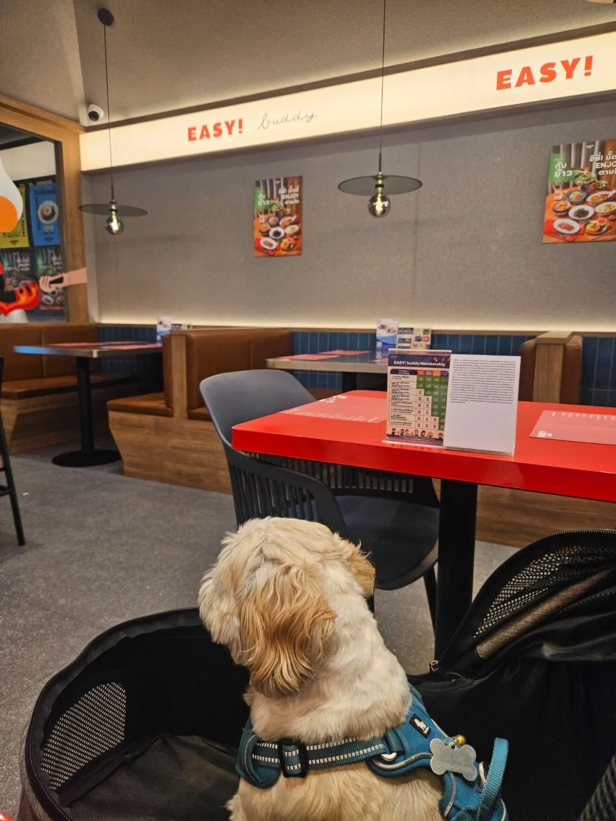 Easy Buddy - Central Westville pets image 3