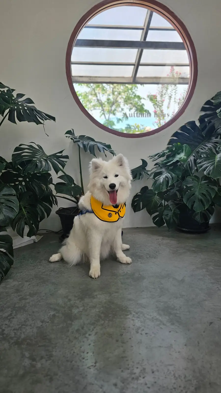 Autumn Haus pets image 2