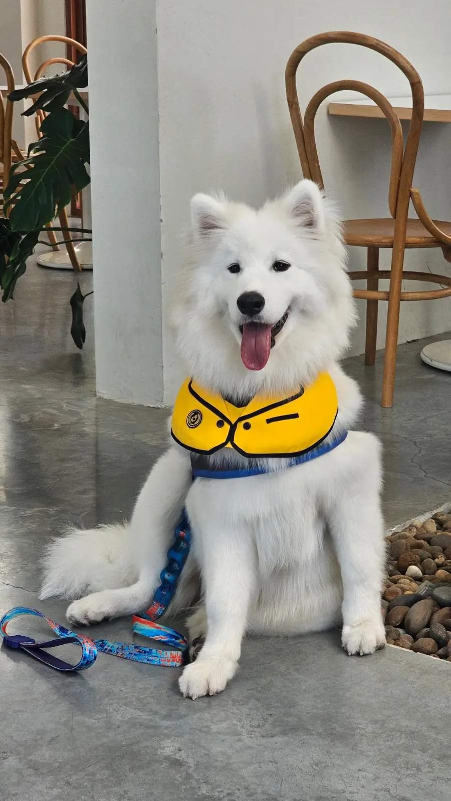 Autumn Haus pets image 1