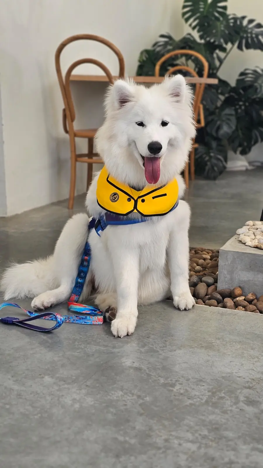 Autumn Haus pets image 3