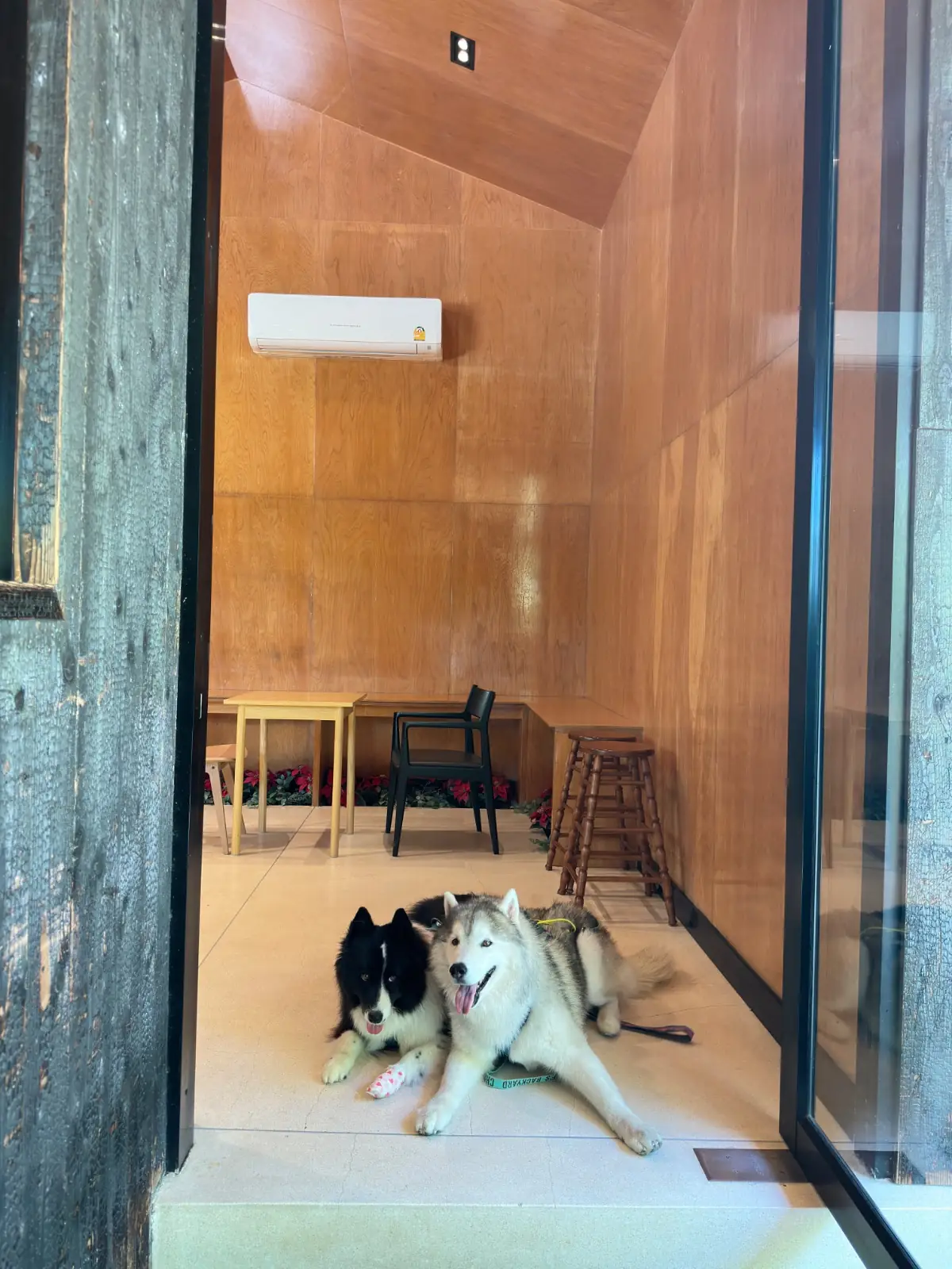 Buono Cafe - Pattaya pets image 1