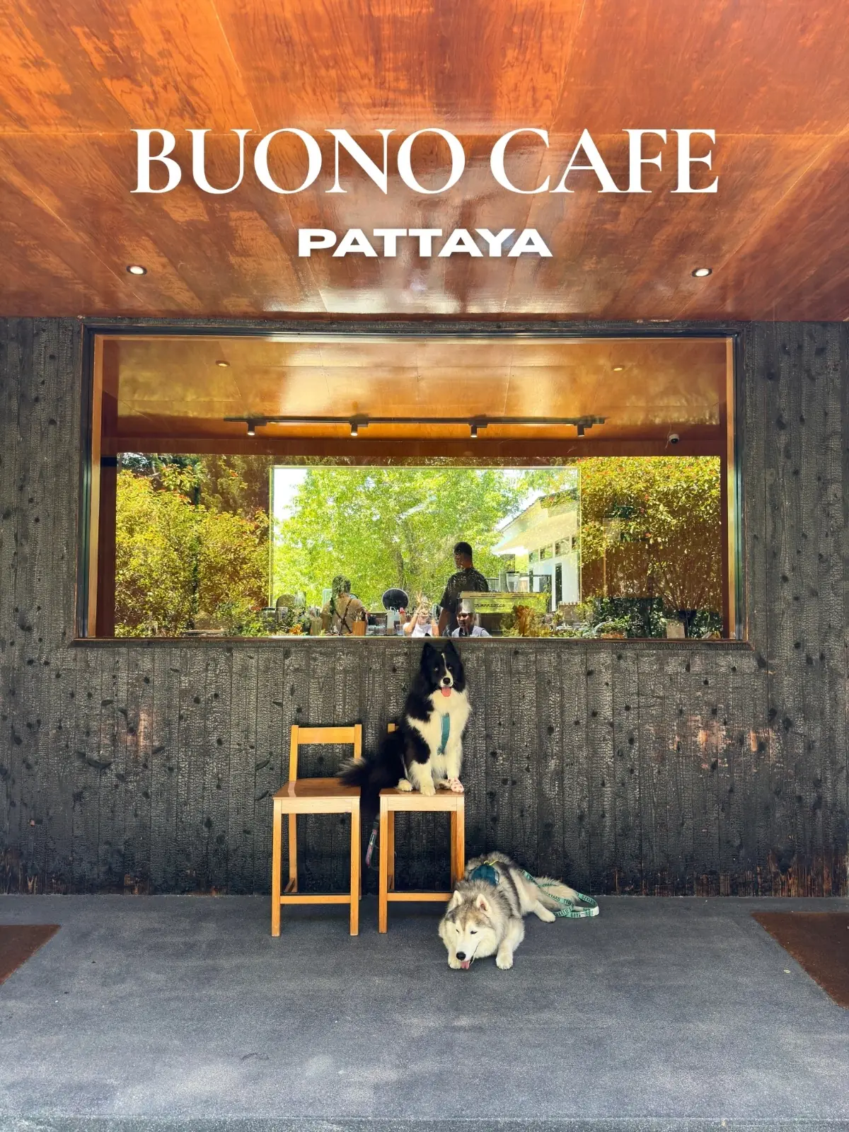 Buono Cafe - Pattaya pets image 2