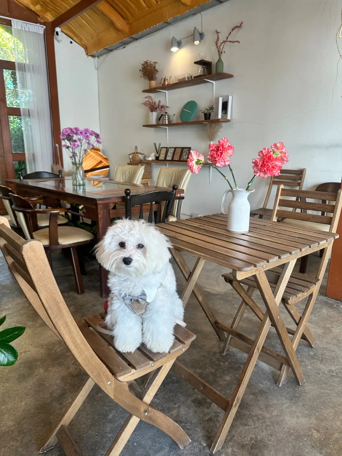 Brother and Sister Cafe - Phetchaburi pets image 1