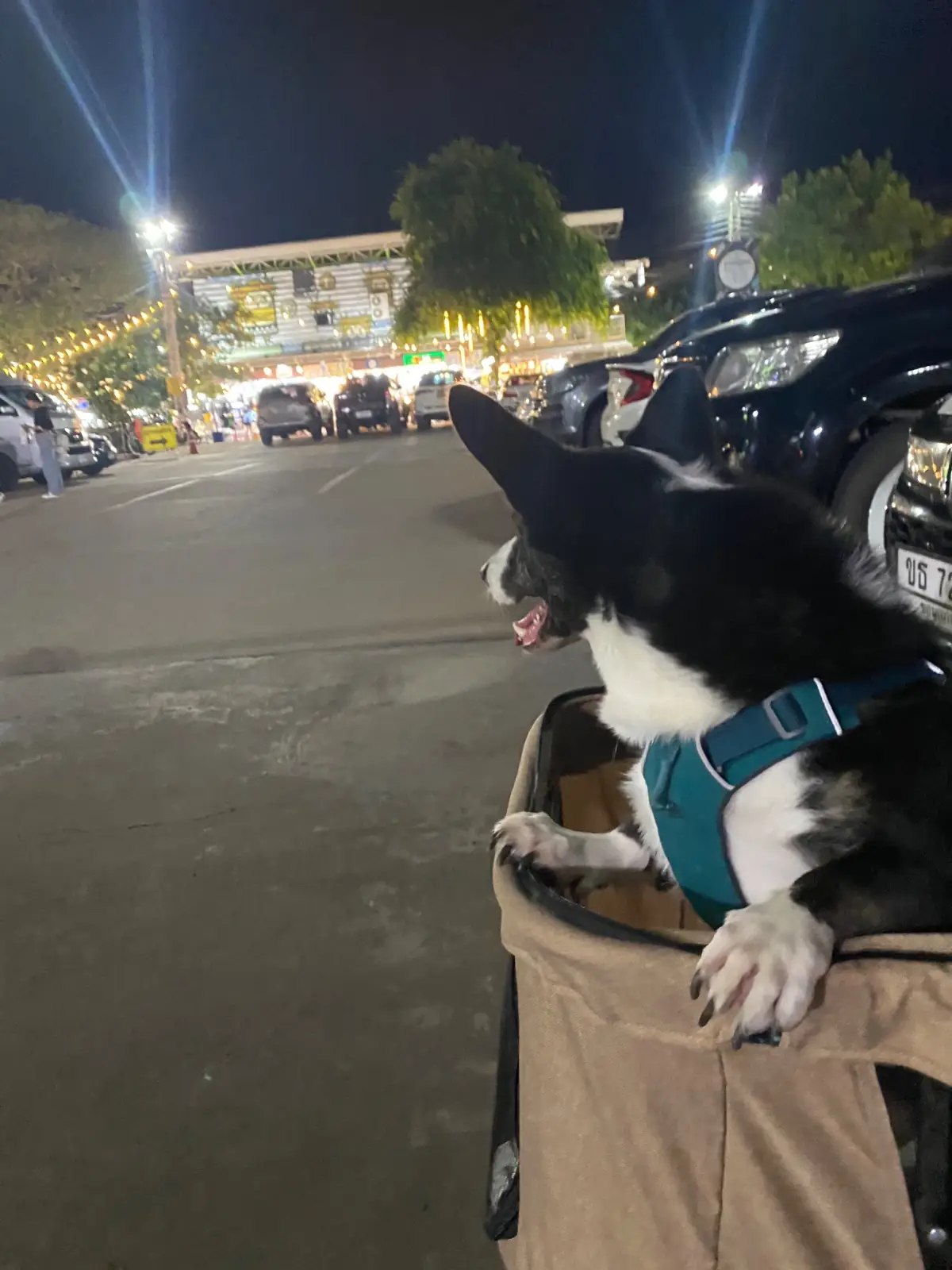 ตลาดต้นตาล pets image 1