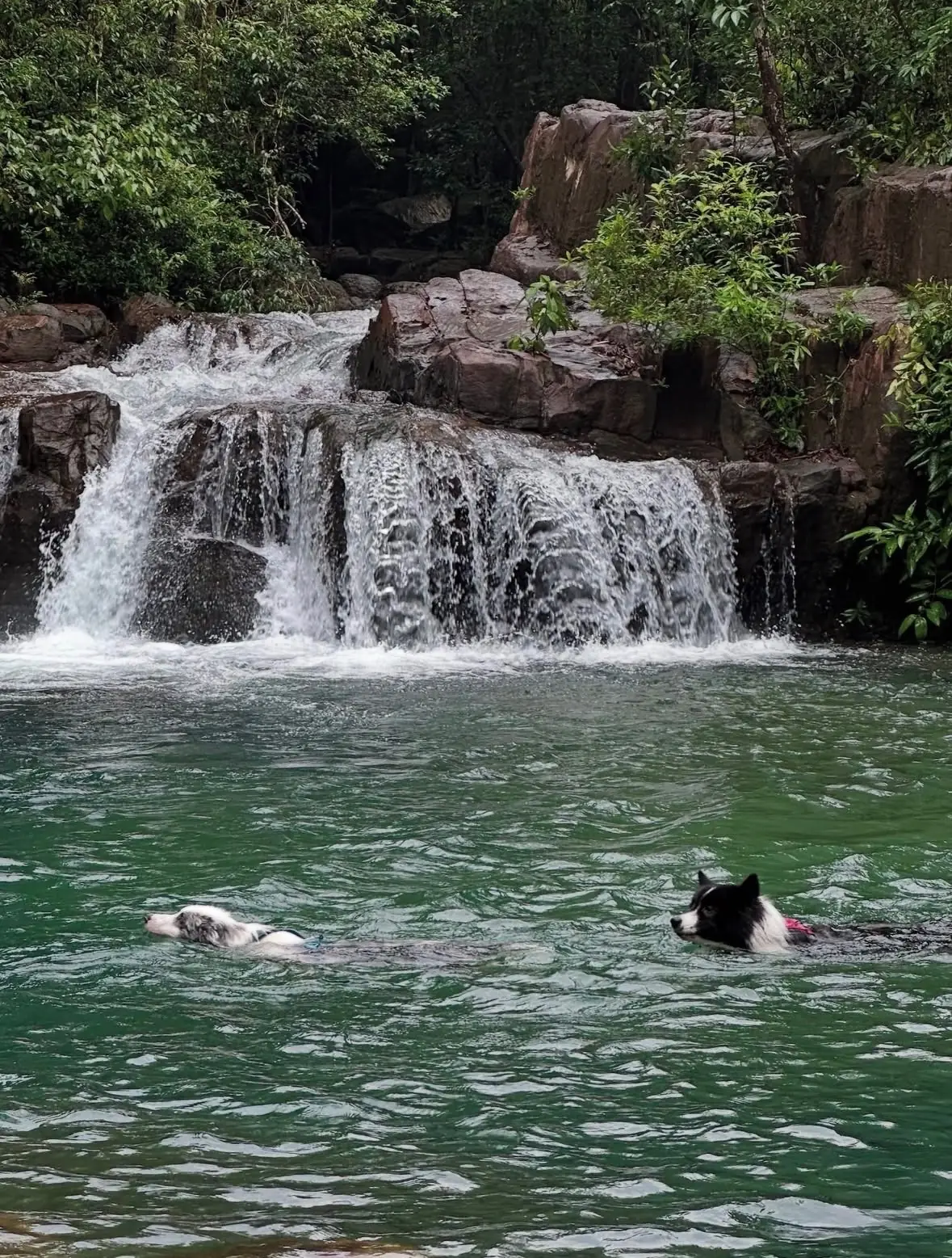 Namtok Sao Noi pets image 1