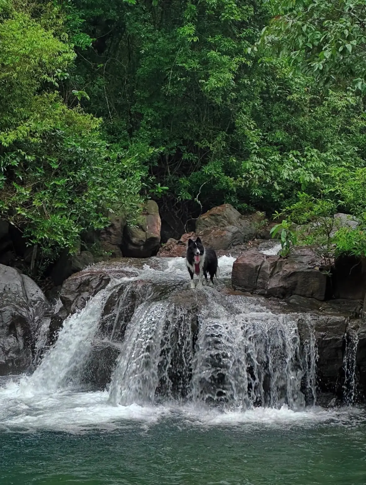 Namtok Sao Noi pets image 4
