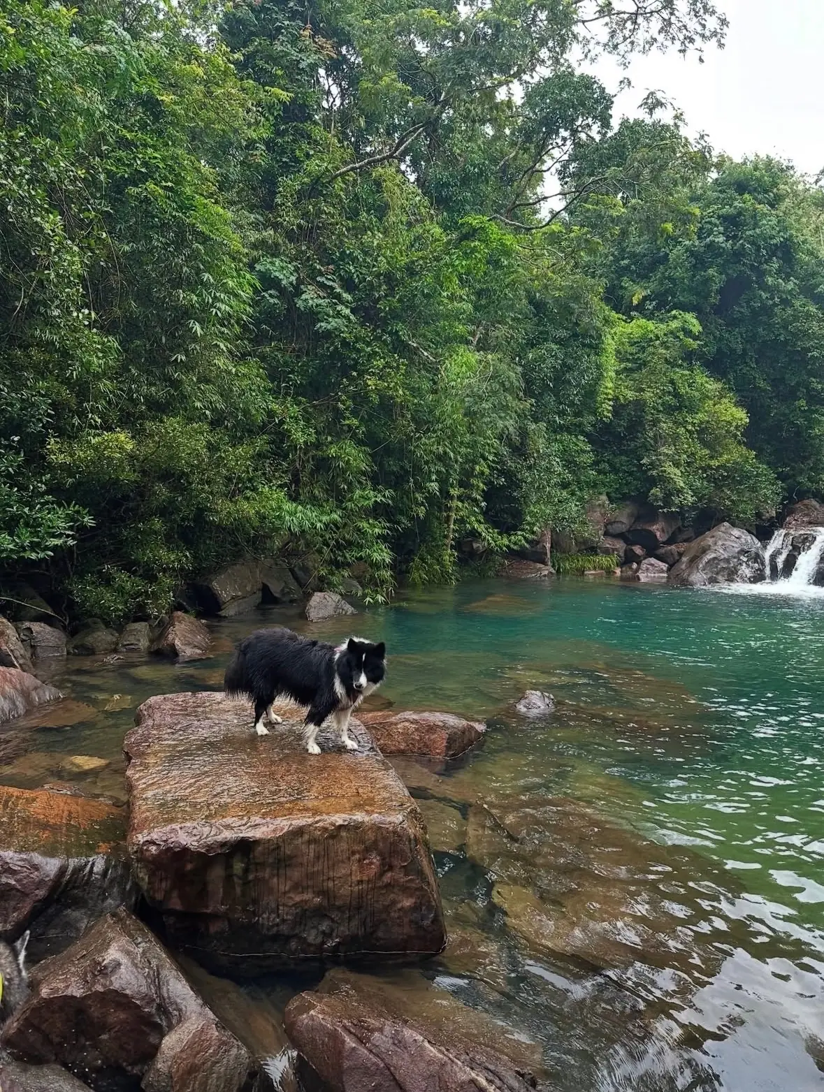 Namtok Sao Noi pets image 2