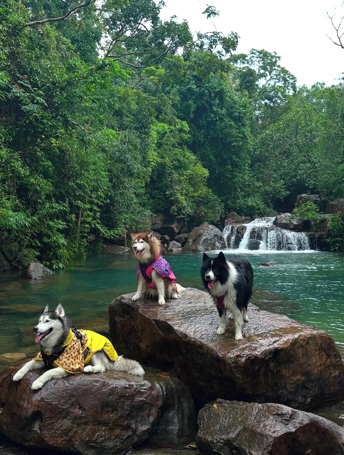 Namtok Sao Noi pets image 3