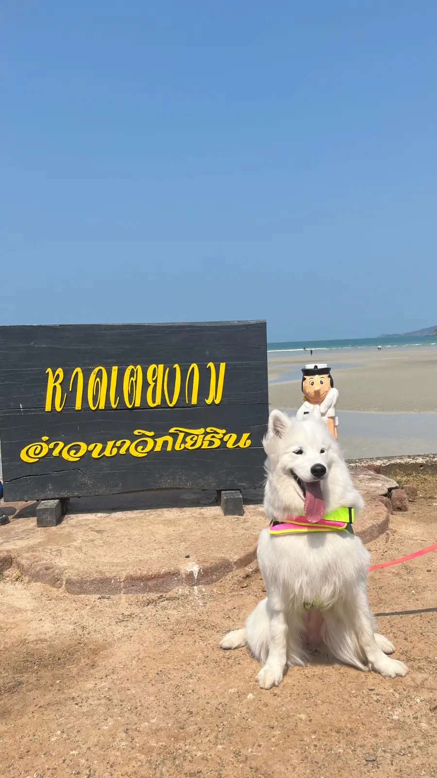 หาดดงตาล pets image 1
