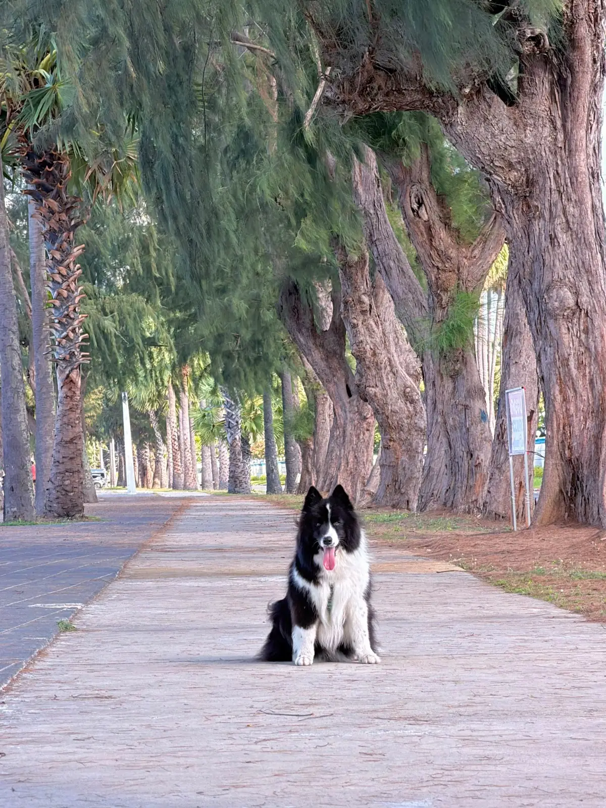 หาดดงตาล pets image 4
