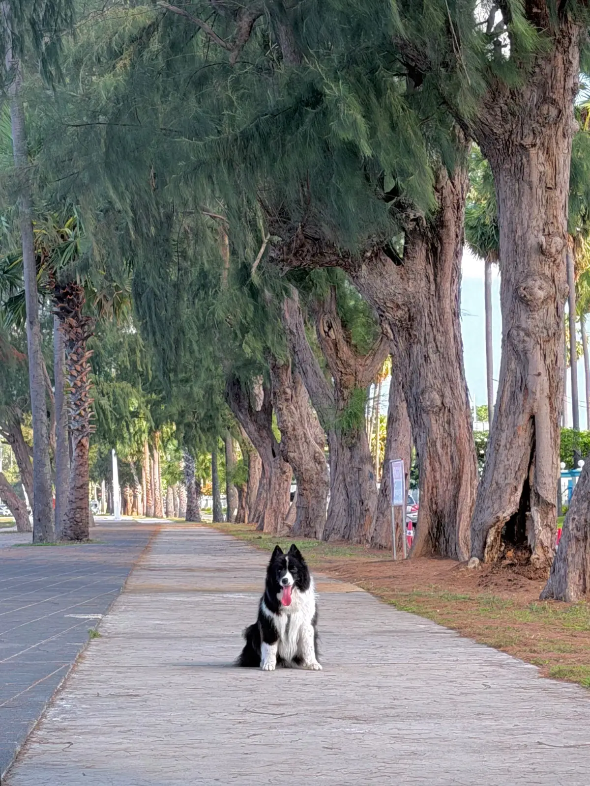 หาดดงตาล pets image 3