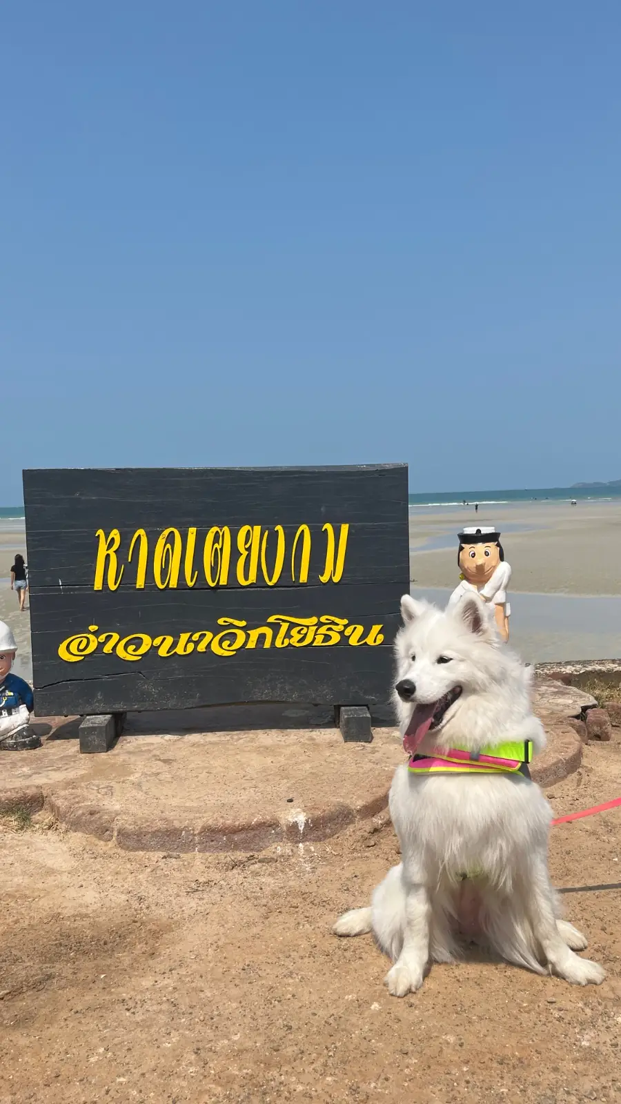 หาดดงตาล pets image 1