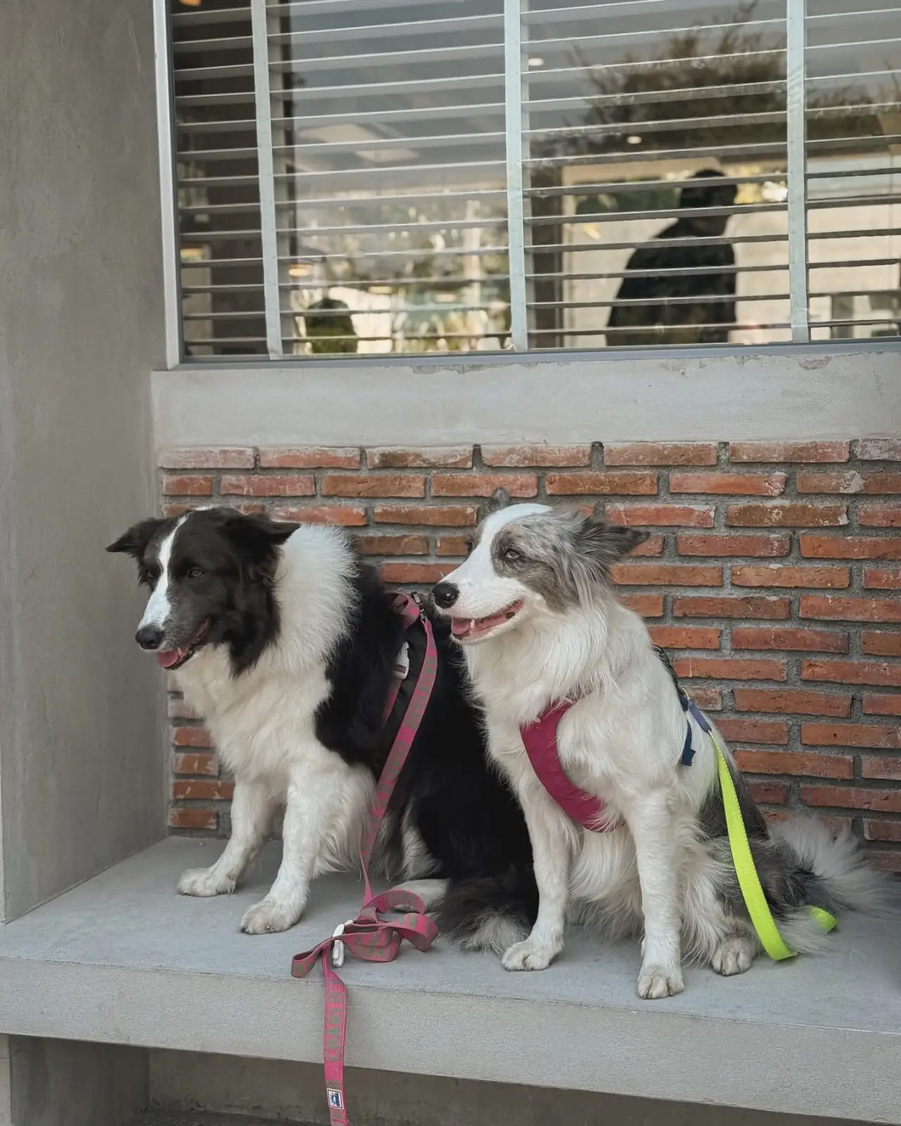 SYDNY BAGELS - Taling Chan pets image 5