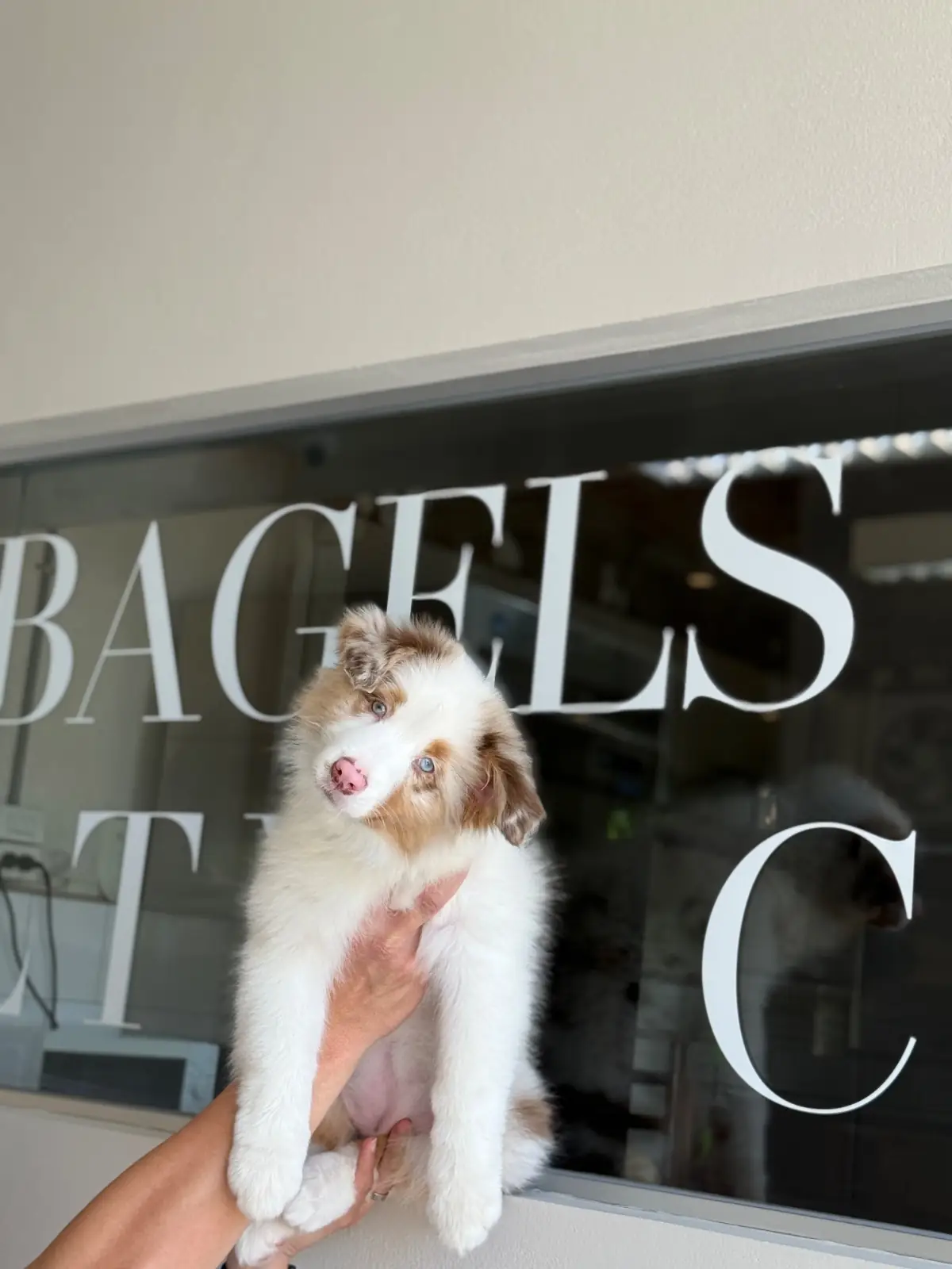 SYDNY BAGELS - Taling Chan pets image 8