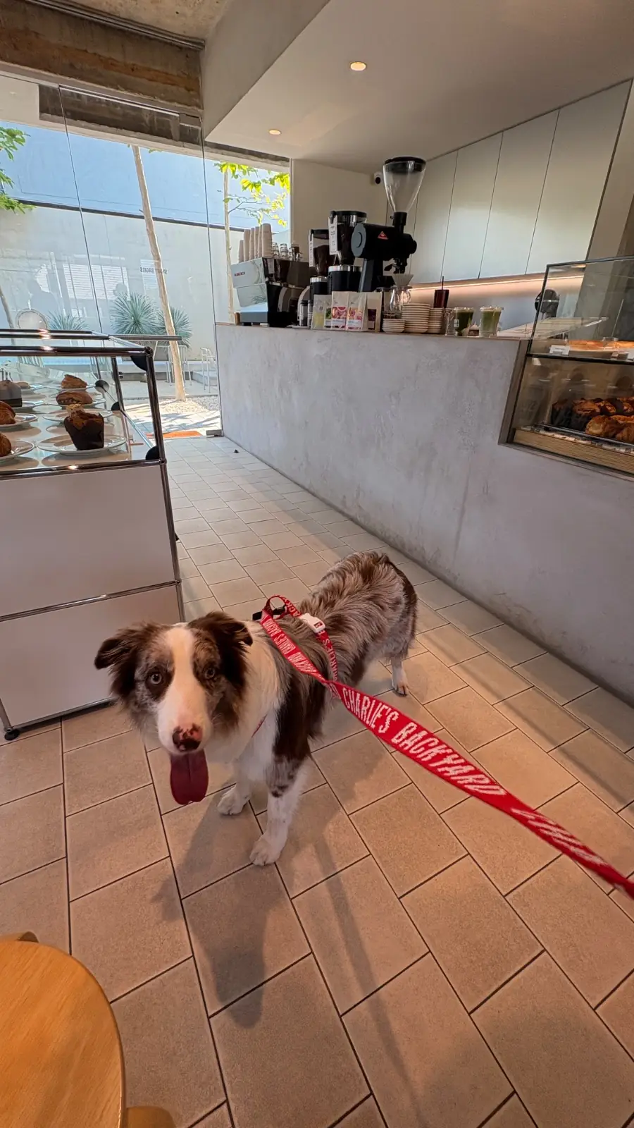 SYDNY BAGELS - Taling Chan pets image 7