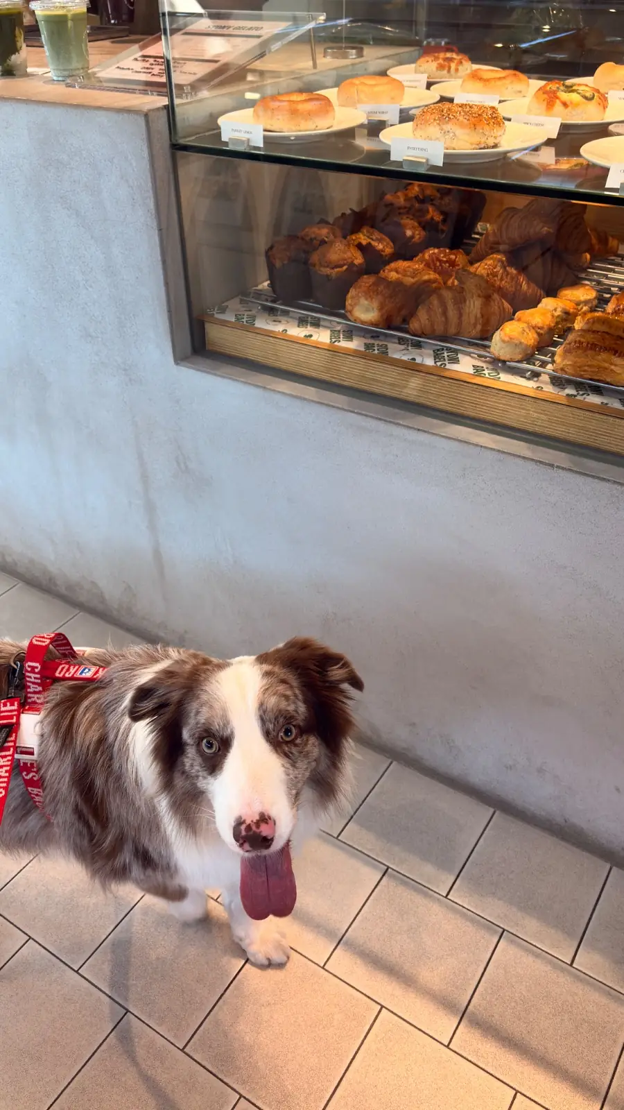 SYDNY BAGELS - Taling Chan pets image 2