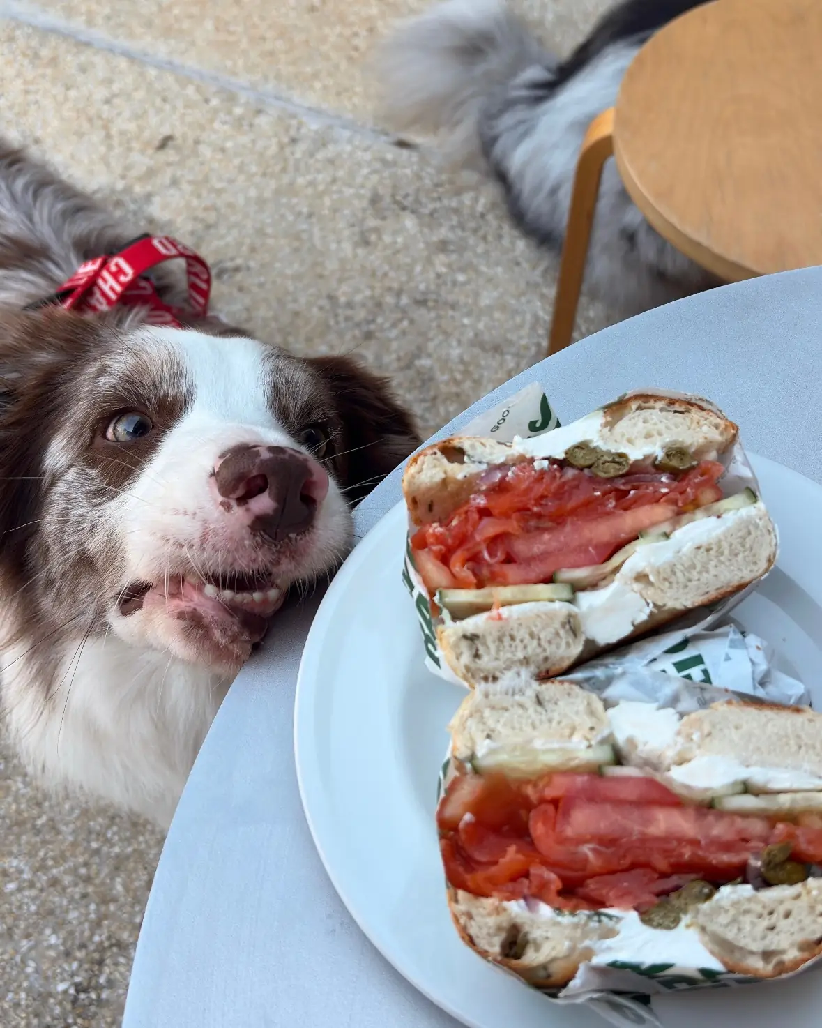 SYDNY BAGELS - Taling Chan pets image 10
