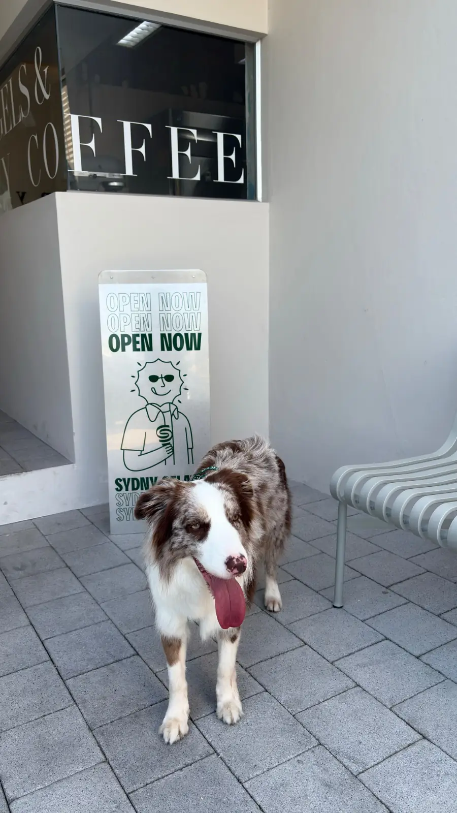 SYDNY BAGELS - Taling Chan pets image 4
