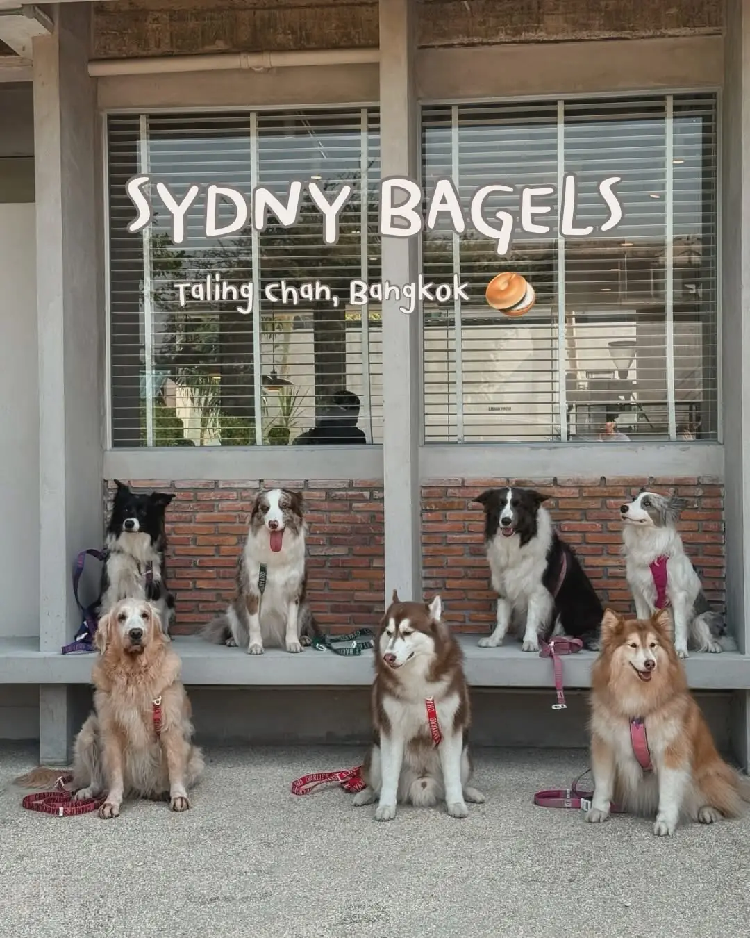 SYDNY BAGELS - Taling Chan pets image 3