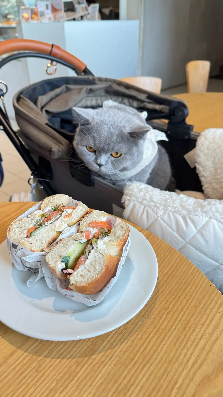 SYDNY BAGELS - Taling Chan pets image 9