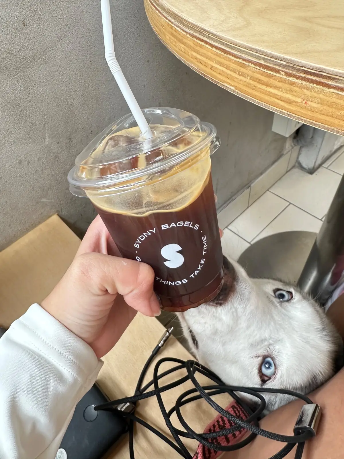 SYDNY BAGELS - Taling Chan pets image 11