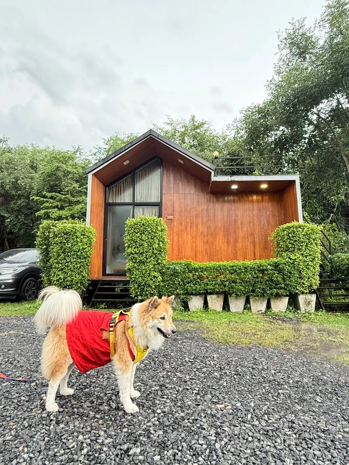 Banyakart at Nakornnayok pets image 4