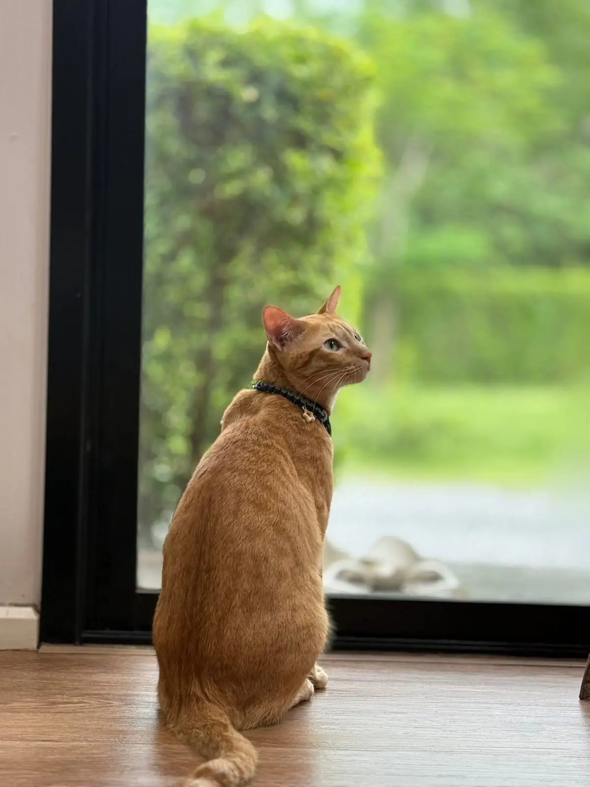 Banyakart at Nakornnayok pets image 1