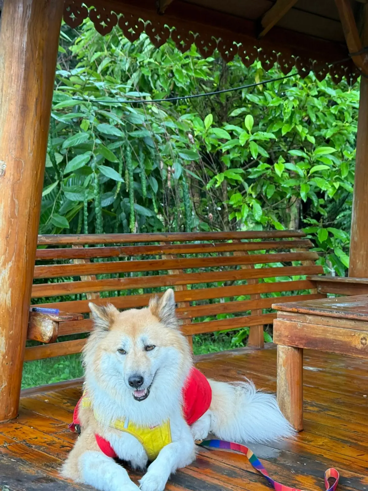 Banyakart at Nakornnayok pets image 5