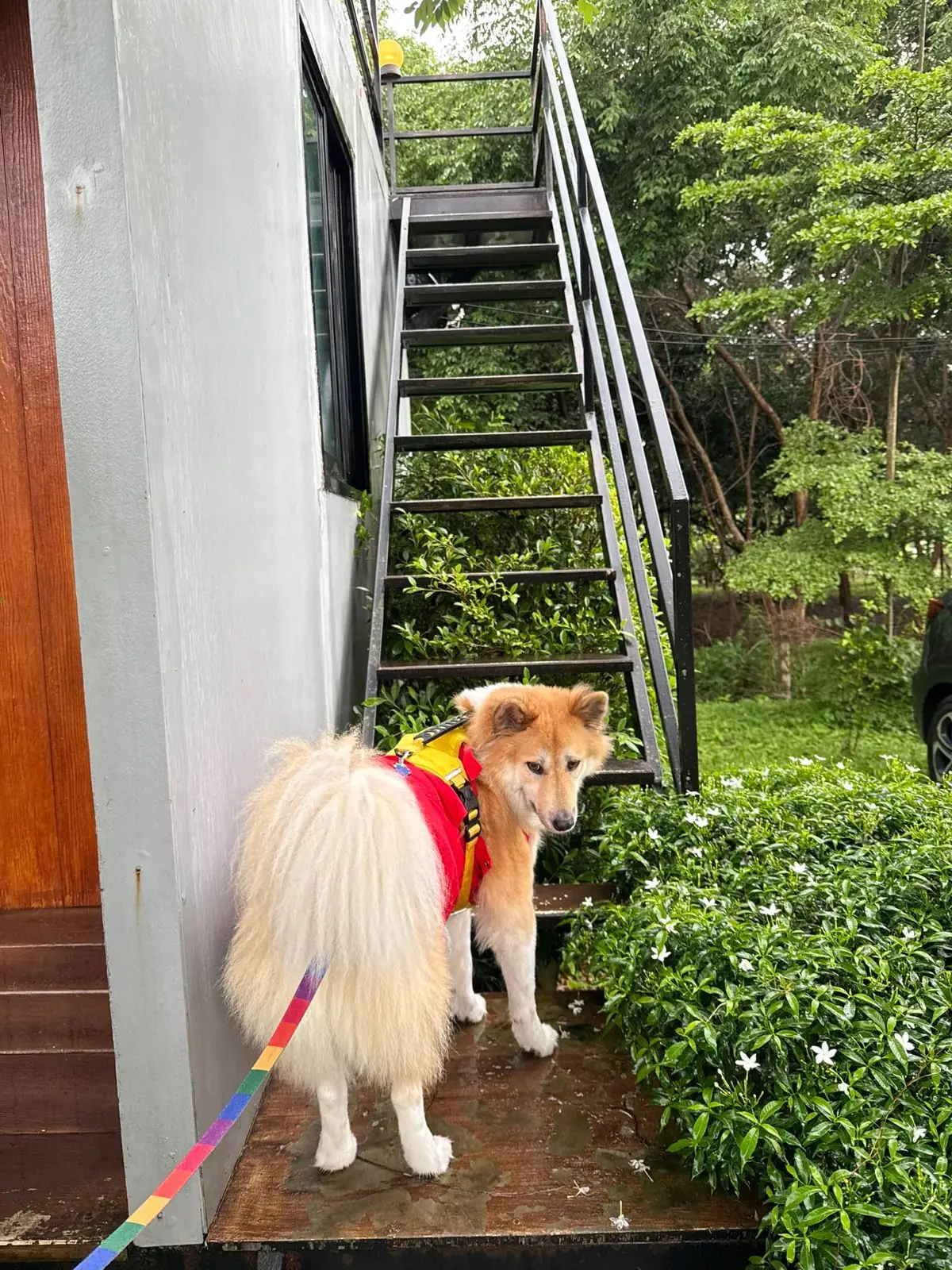 Banyakart at Nakornnayok pets image 3