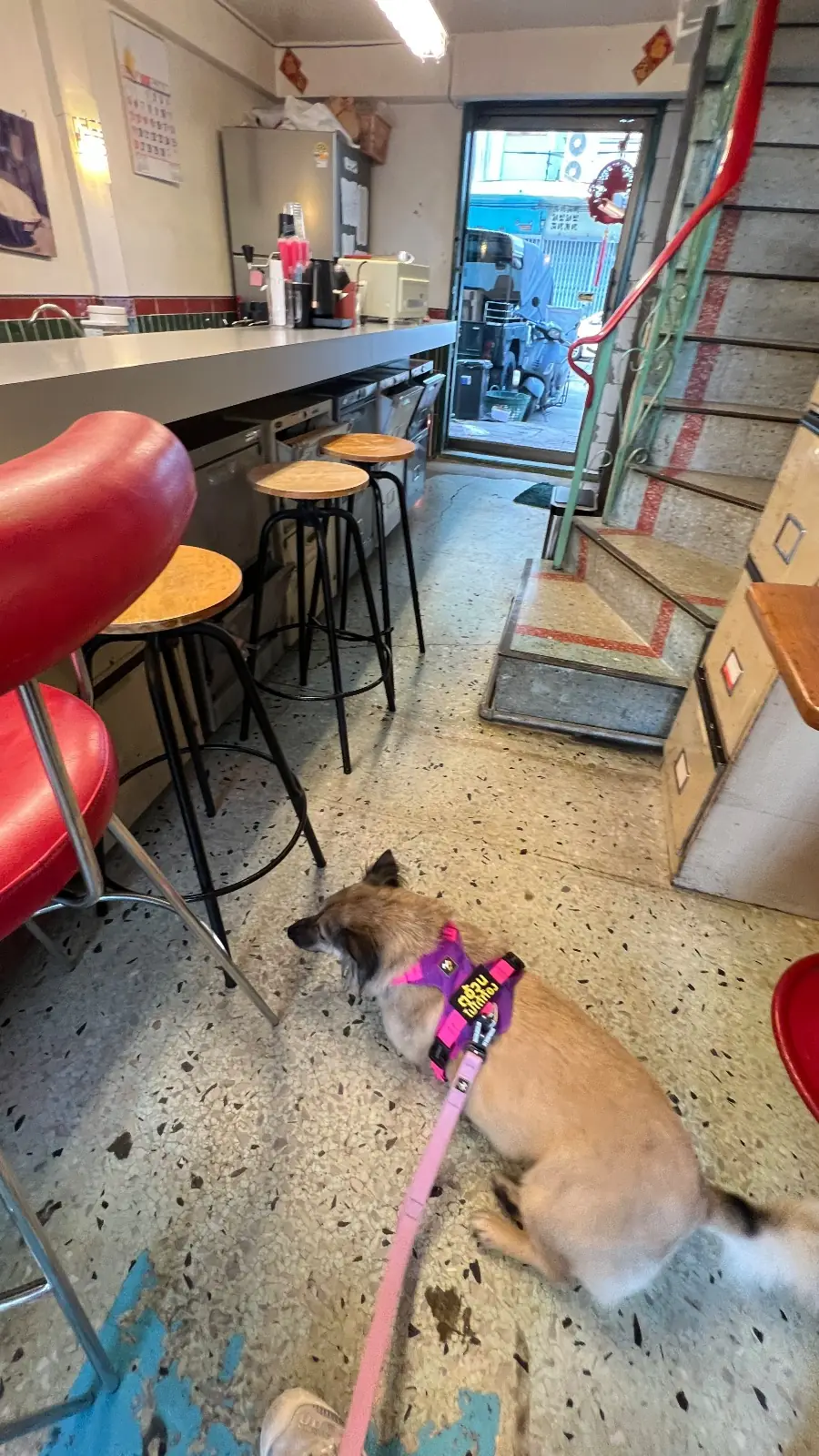 WIP Coffee Cafe pets image 2