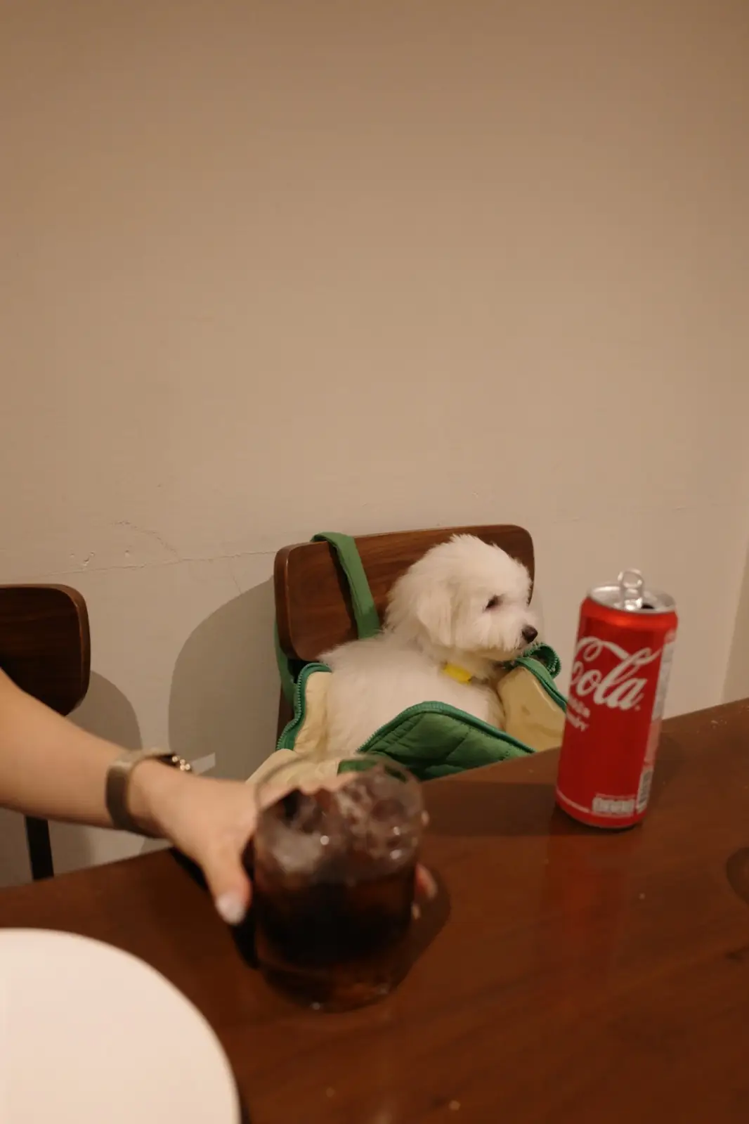 shoreditch bangkok pets image 2