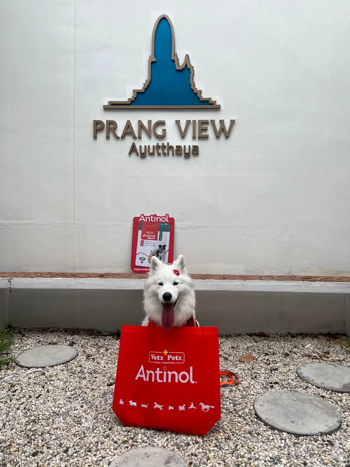 Prangview - Ayutthaya pets image 2