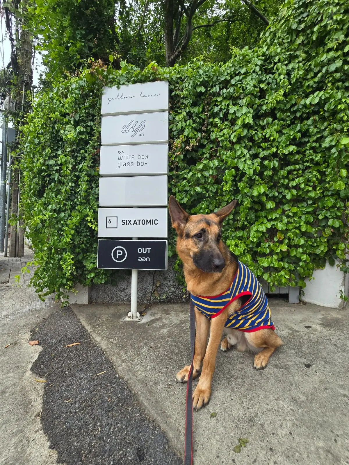 Yellow Lane pets image 1