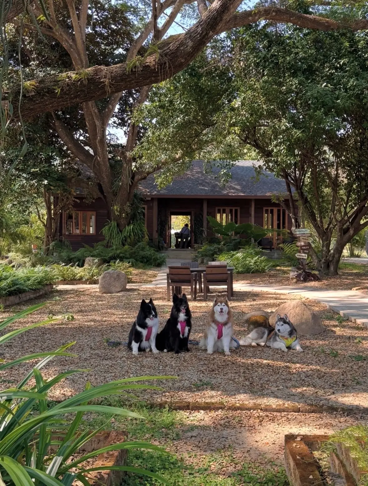 Sirin Farm pets image 1