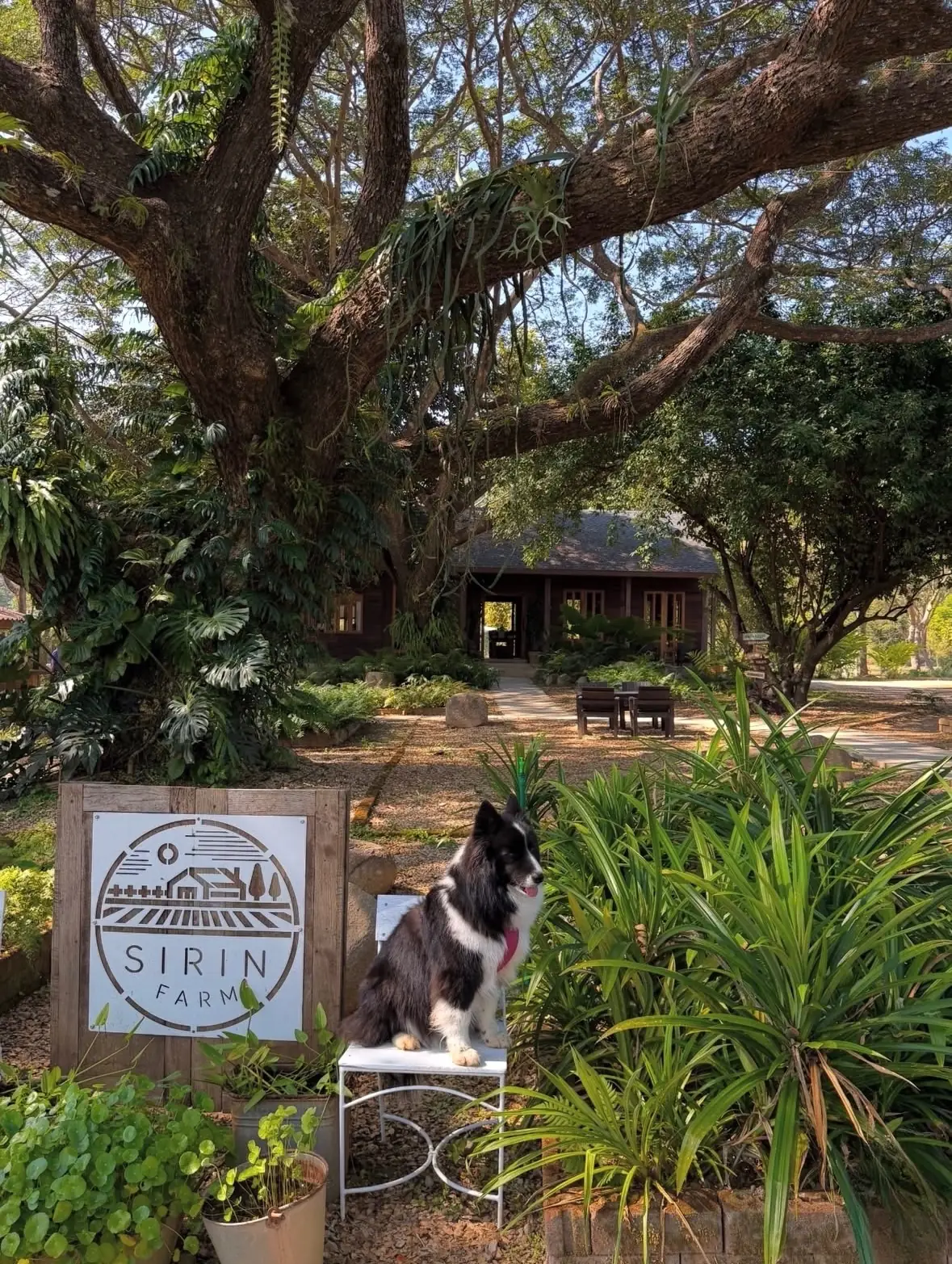 Sirin Farm pets image 3