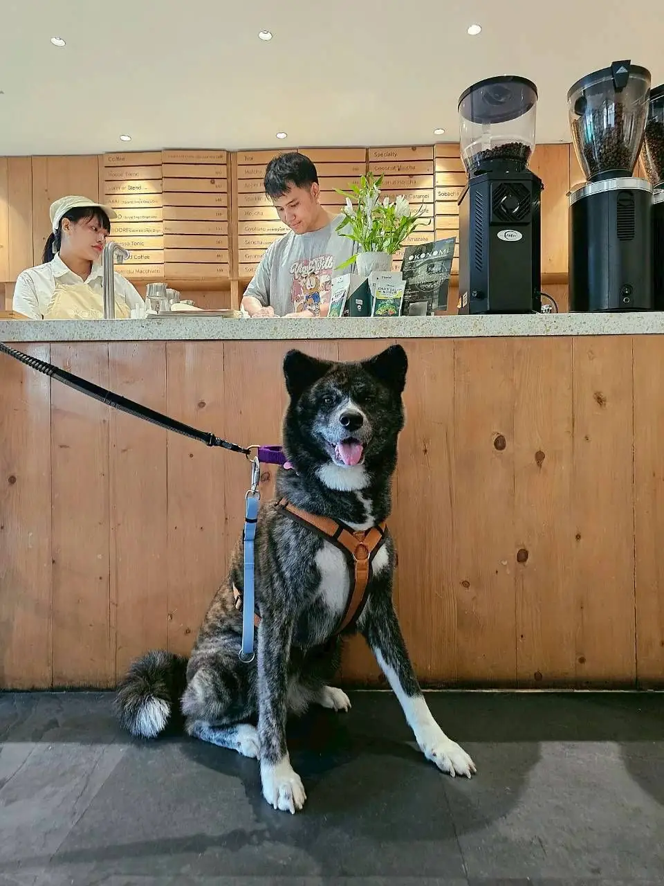 Okonomi pets image 3