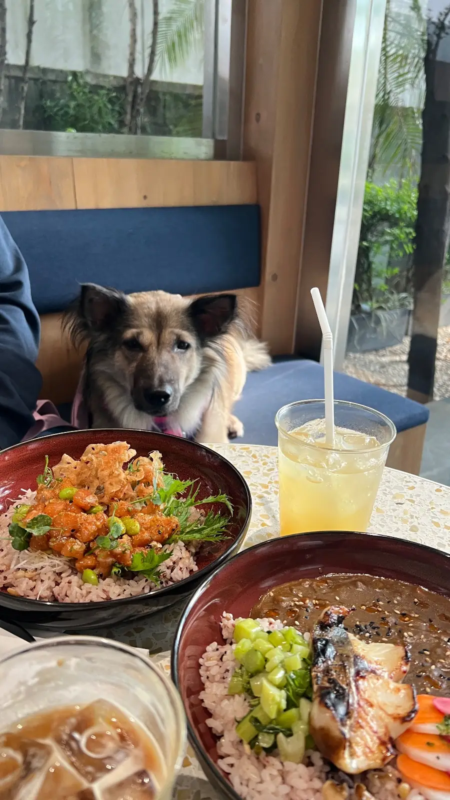 Okonomi pets image 1