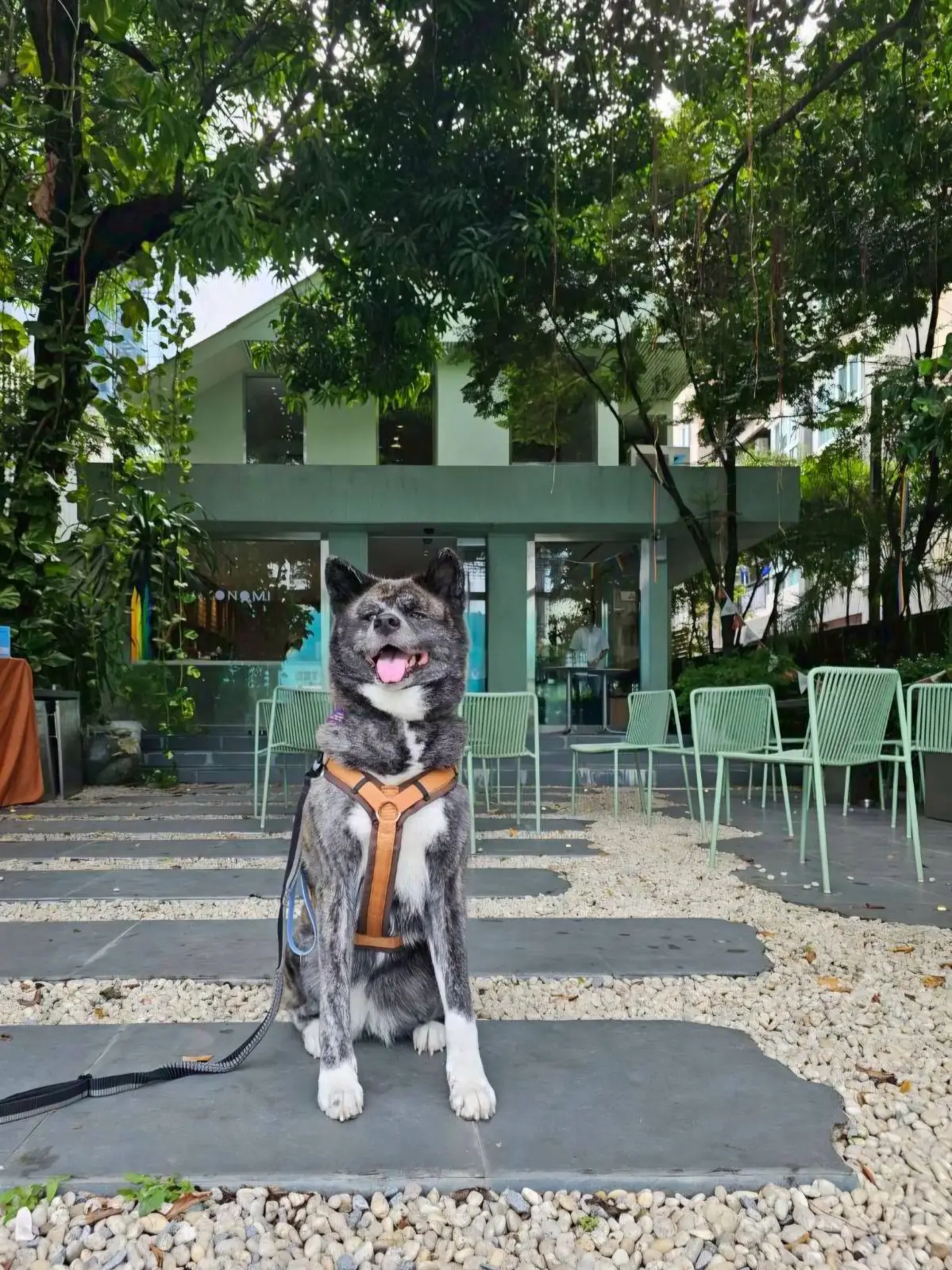 Okonomi pets image 4