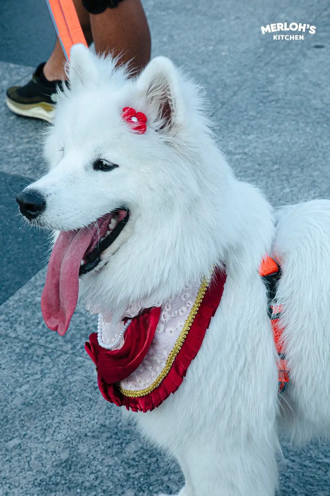 Payaq Gallery Cafe & Bar pets image 5