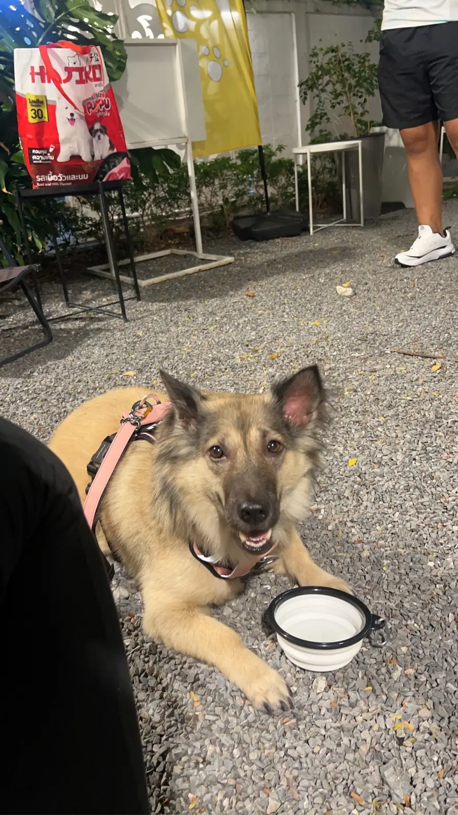 Payaq Gallery Cafe & Bar pets image 4