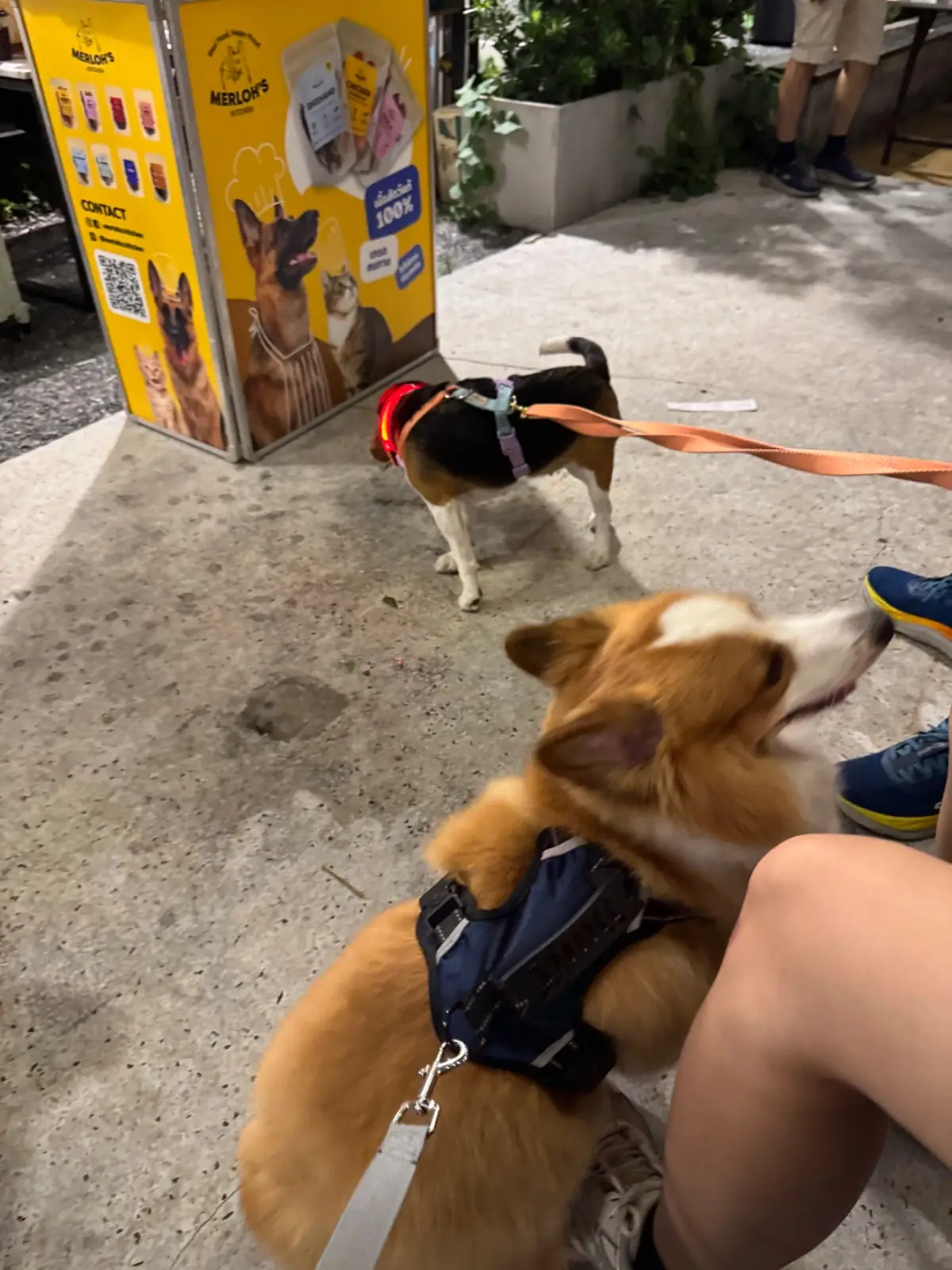 Payaq Gallery Cafe & Bar pets image 3