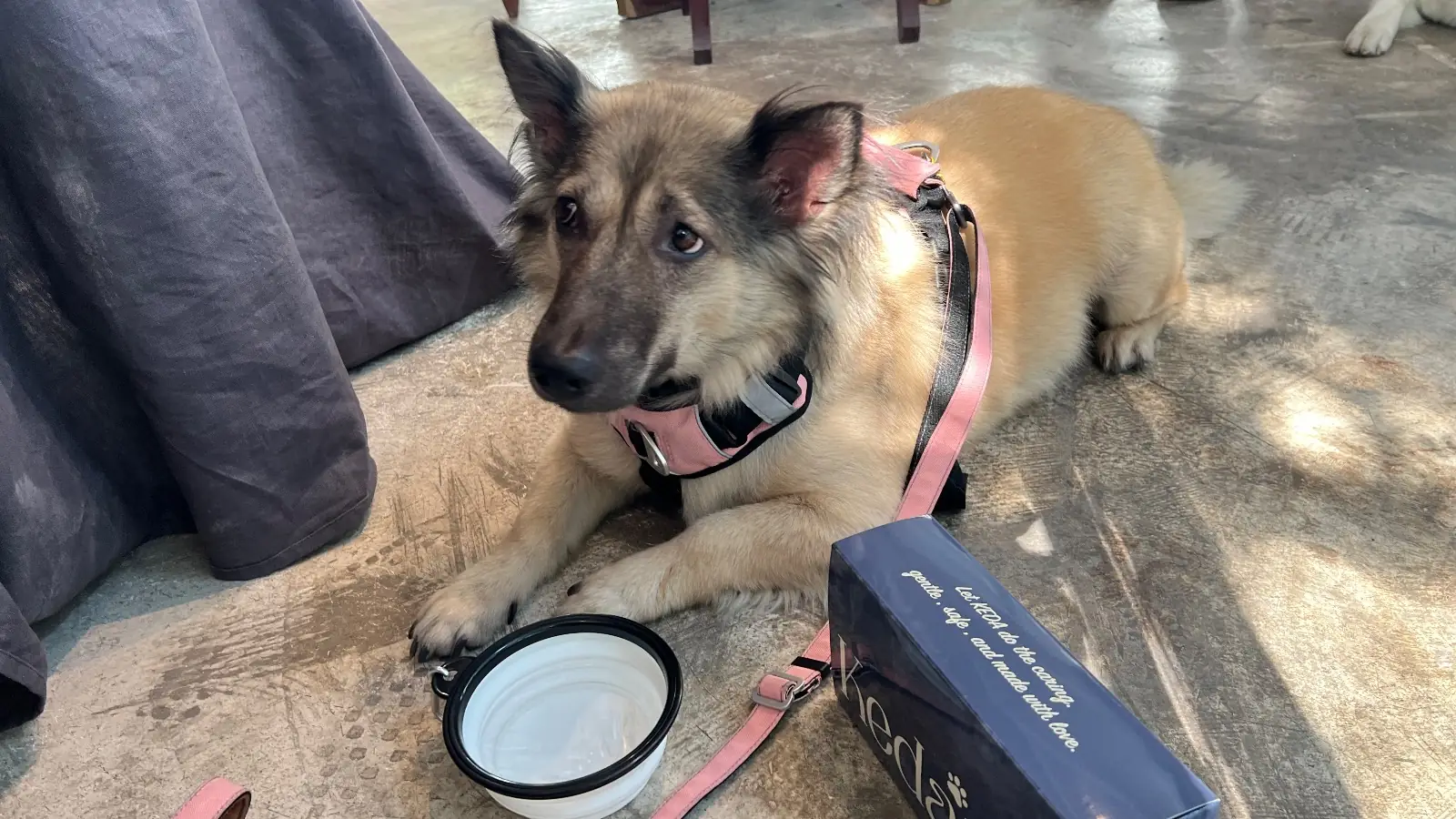 Payaq Gallery Cafe & Bar pets image 2