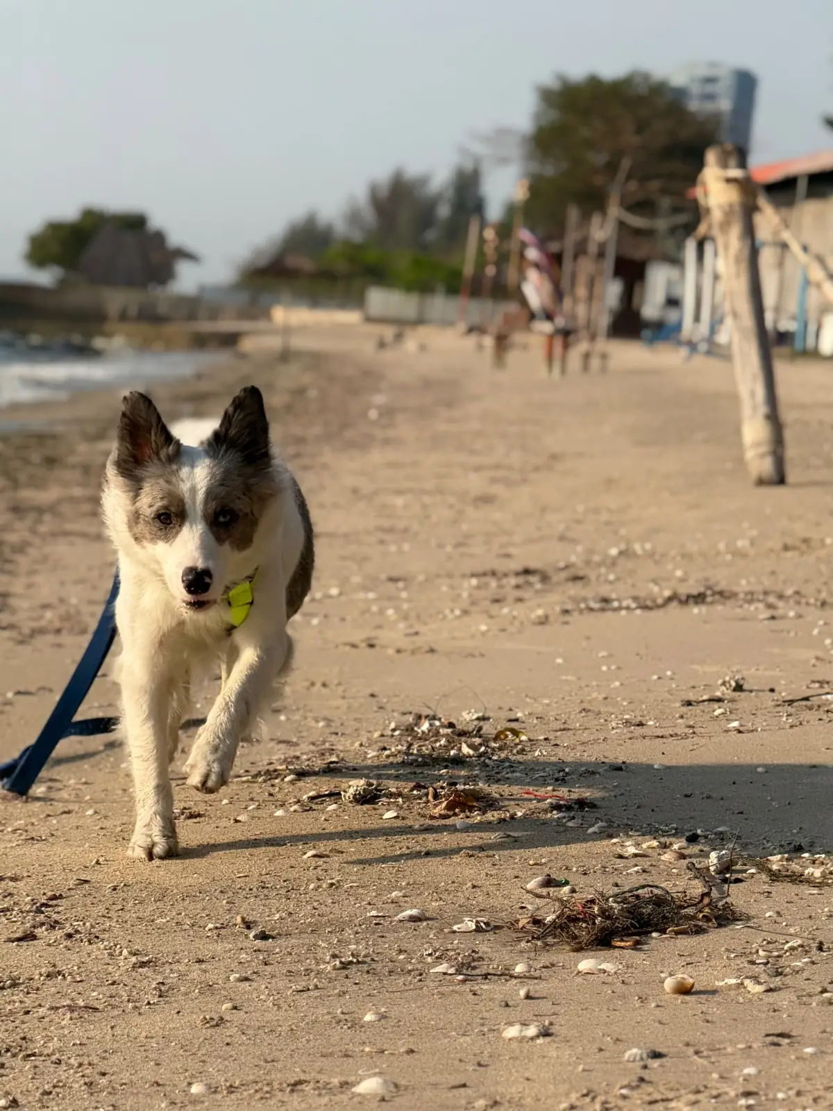 White House Beach Café & Restaurant pets image 4