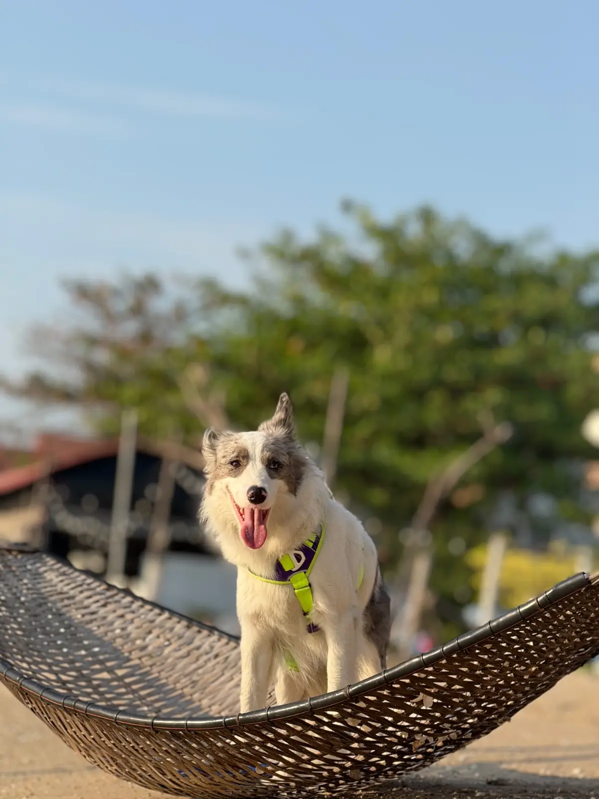 White House Beach Café & Restaurant pets image 6