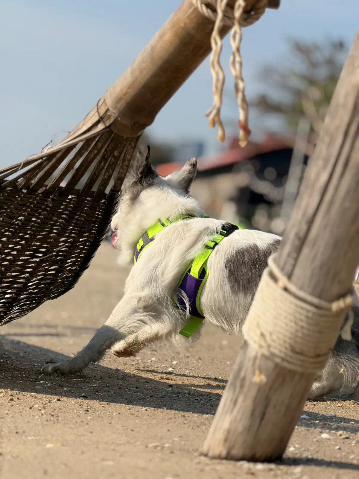 White House Beach Café & Restaurant pets image 5
