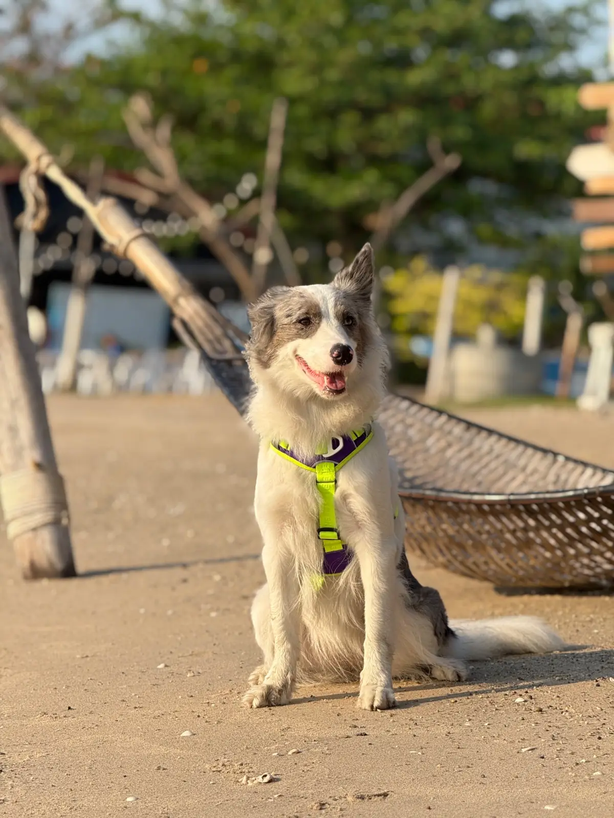 White House Beach Café & Restaurant pets image 2