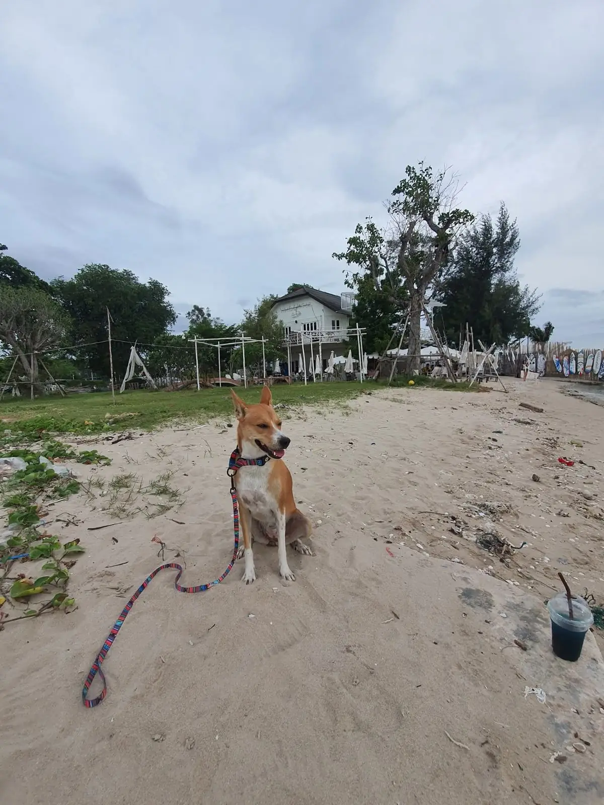 White House Beach Café & Restaurant pets image 1