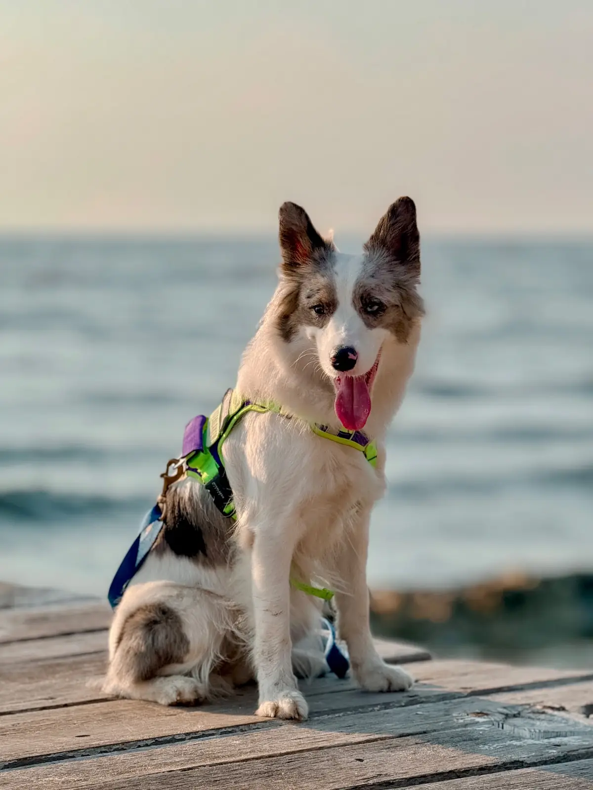 White House Beach Café & Restaurant pets image 3